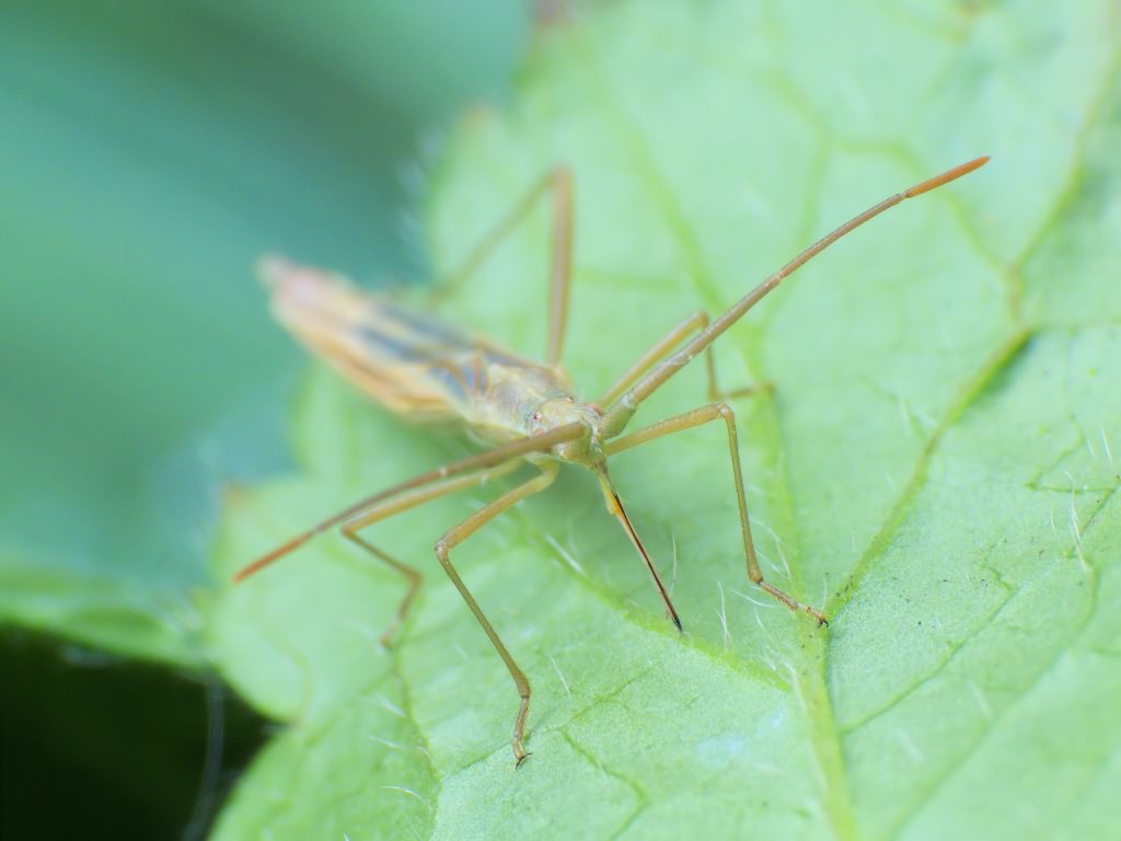 Chorosoma gracile Josifov, 1968